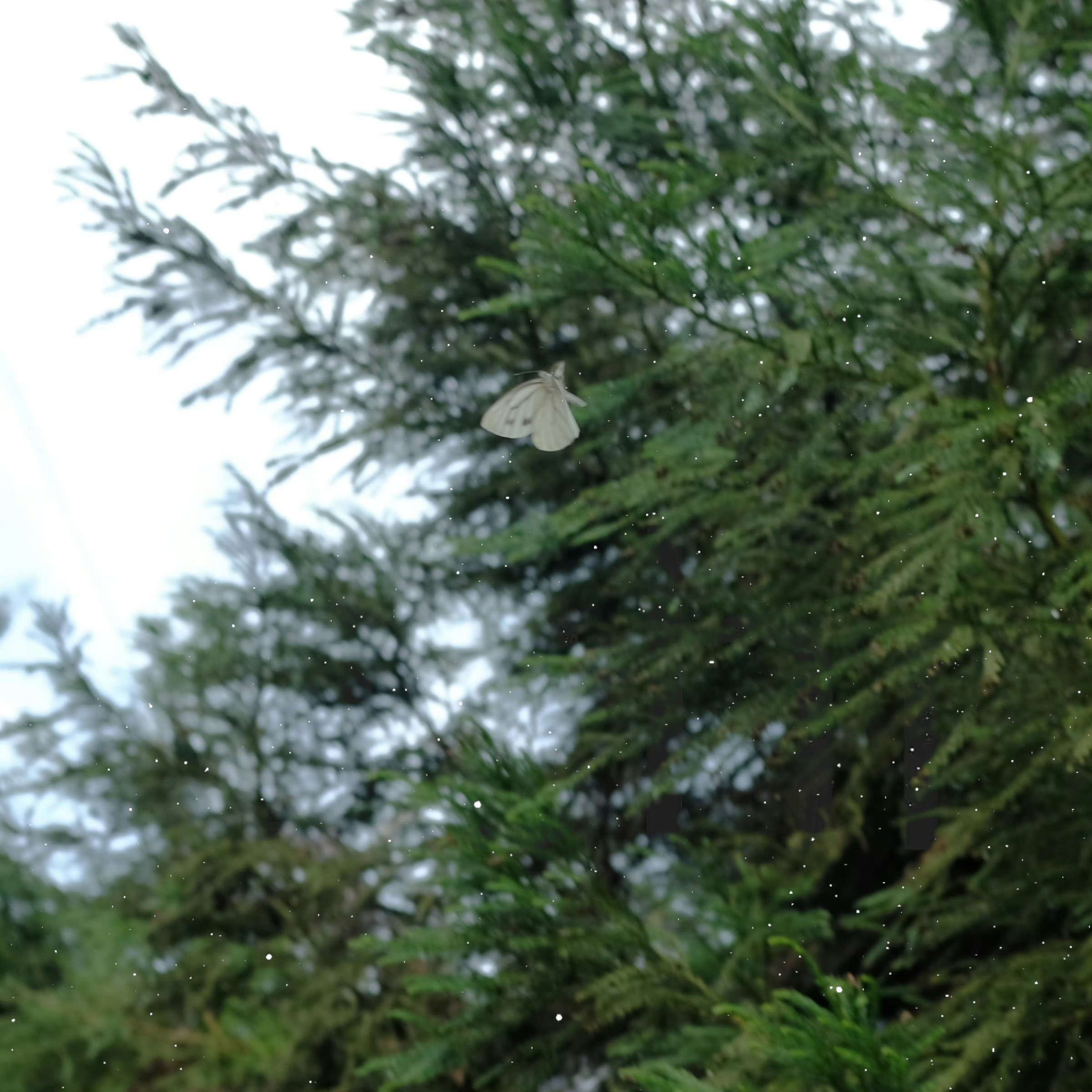 A small white moth on a conifer branch, fine snow in the air