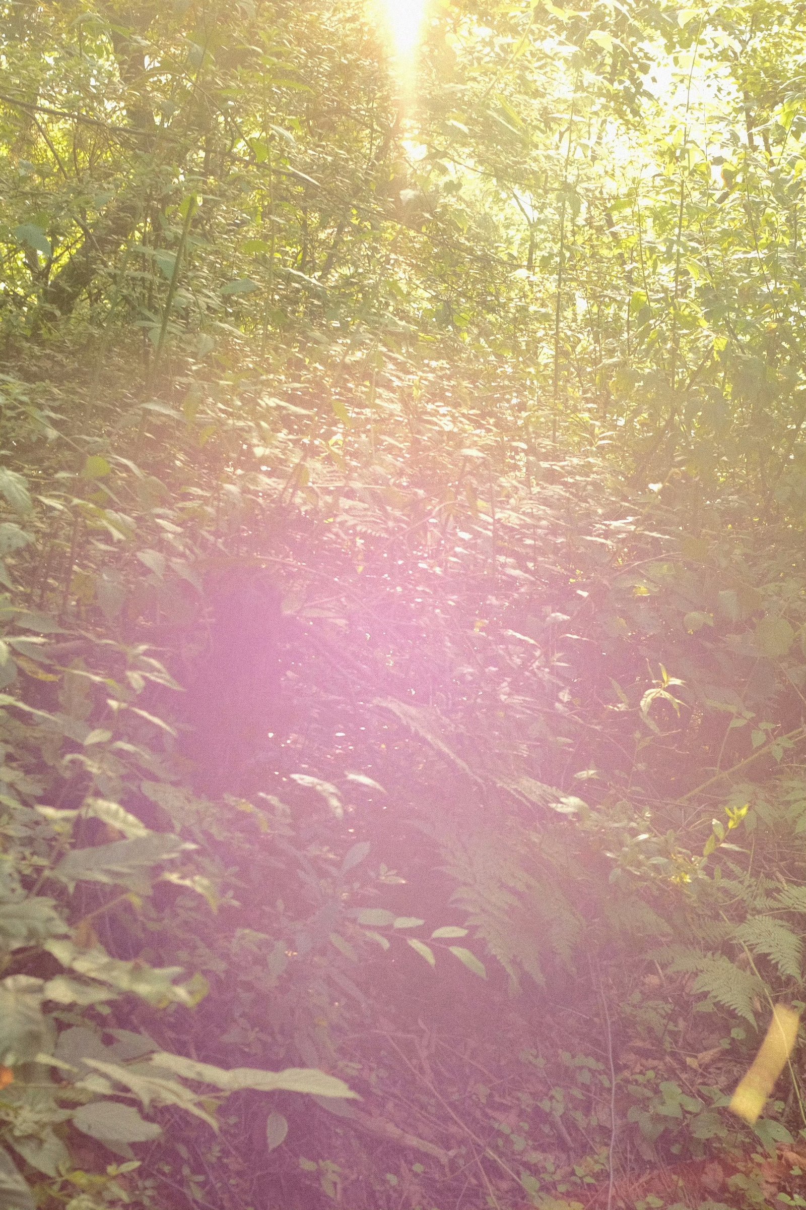 A blade of grass in backlight, bokeh spreading behind