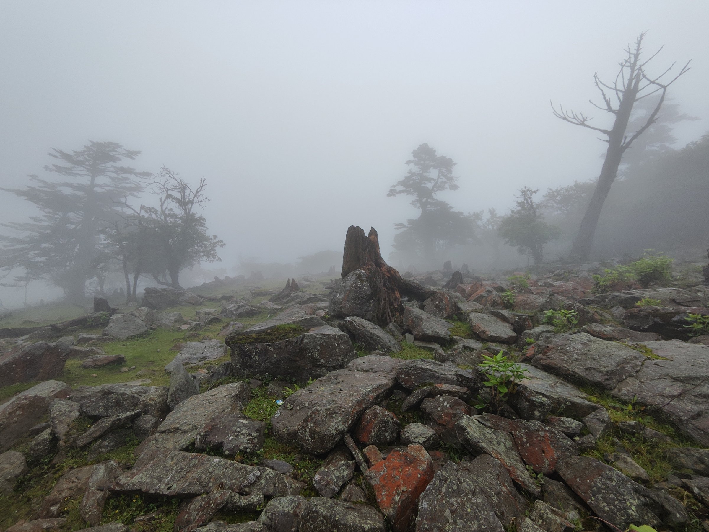 A boulder slope and dead trees in thick fog