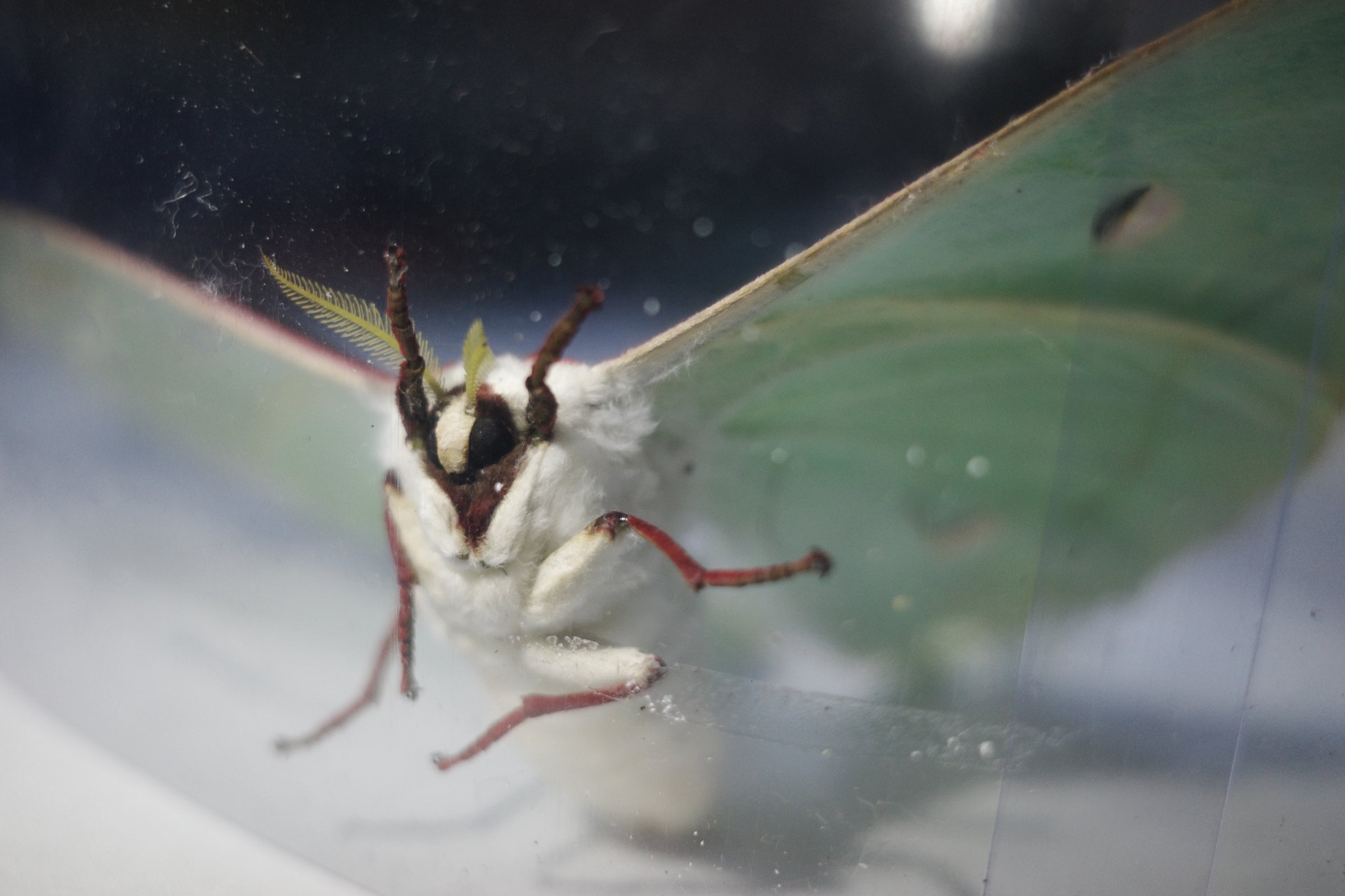 A green moth resting on glass, close up
